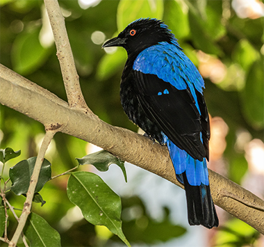 Fairy Bluebird found in forest and plantations in the tropical southern Asia and the Philippines.