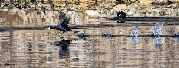 American Coot.