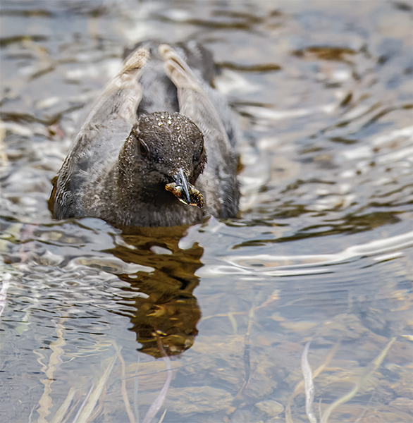 American Dipper bringing home food for the chicks.