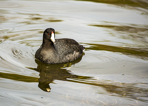 American Coot