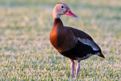 Black-bellied Whistling Duck