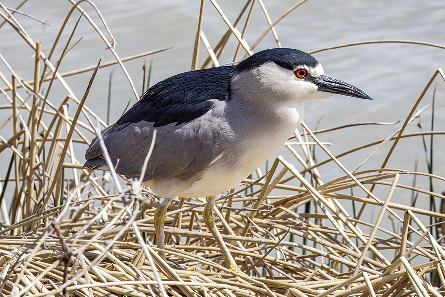 Black-crowned Night Heron