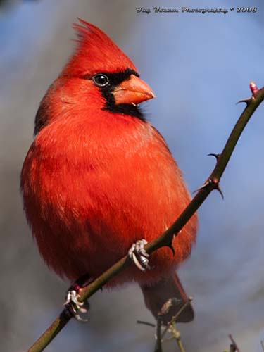 Adult male Northern Cardinal.