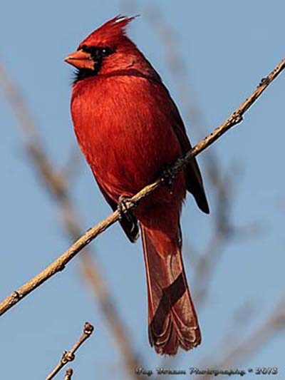 Northern Cardinal male