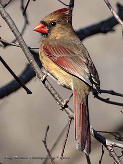 Female cardinal duller in color and less red than the male, but still has a distinctive crest and black mask.