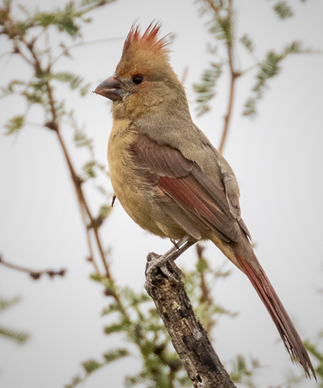 Female Northern Cardinal with it's crest displayed.