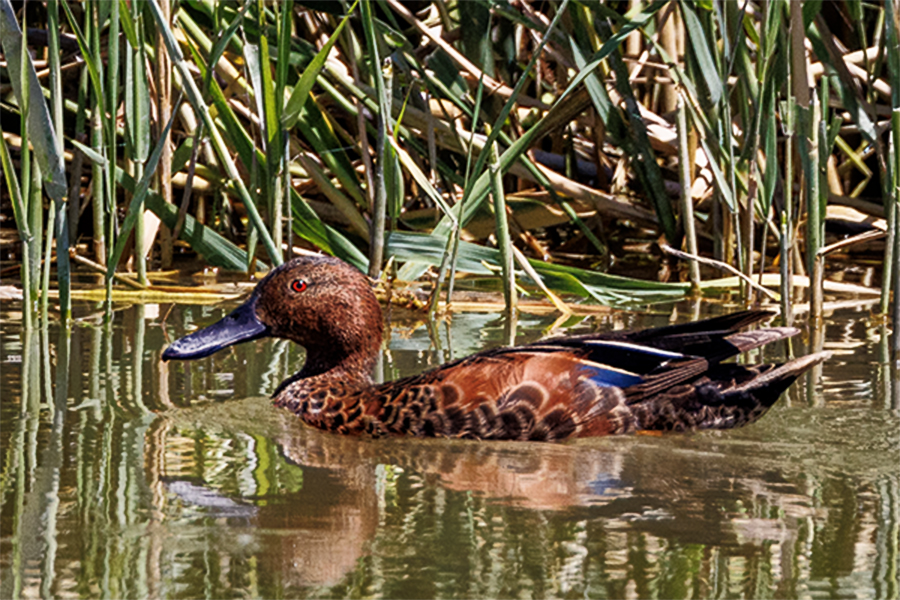 Cinnamon Teal floating along.