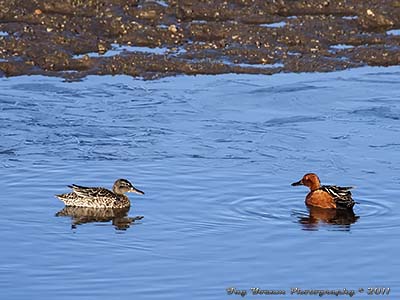 Male and Female Northern Cinnamon Teals