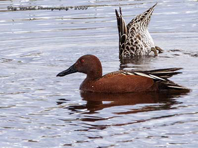 Cinnamon Teal feeding