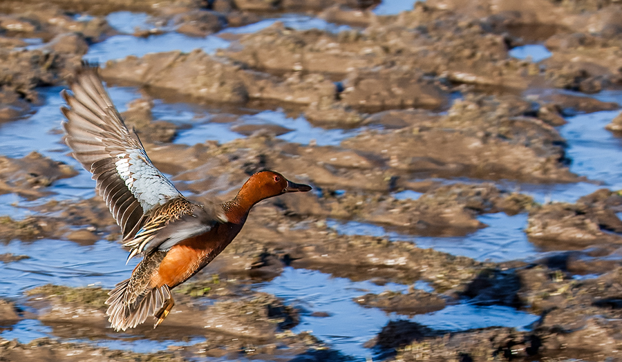 Cinnamon Teal taking off from the water in Hayden Valley, Yellowstone National Park.