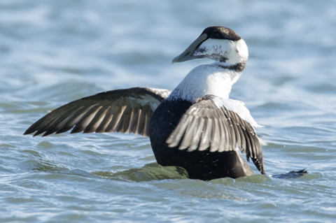 Common Eider flapping wings after preening.