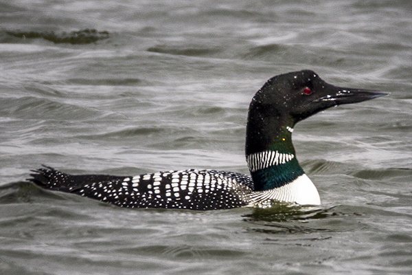 Common Loon.