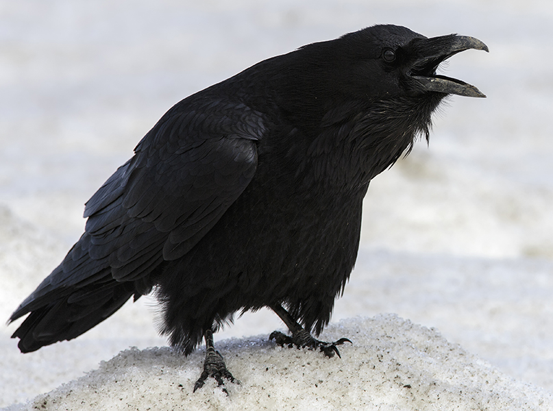 Common Raven