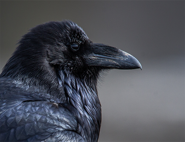 Closeup of Common Raven