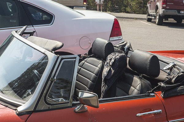 Common Raven setting in a sports car with the top down.