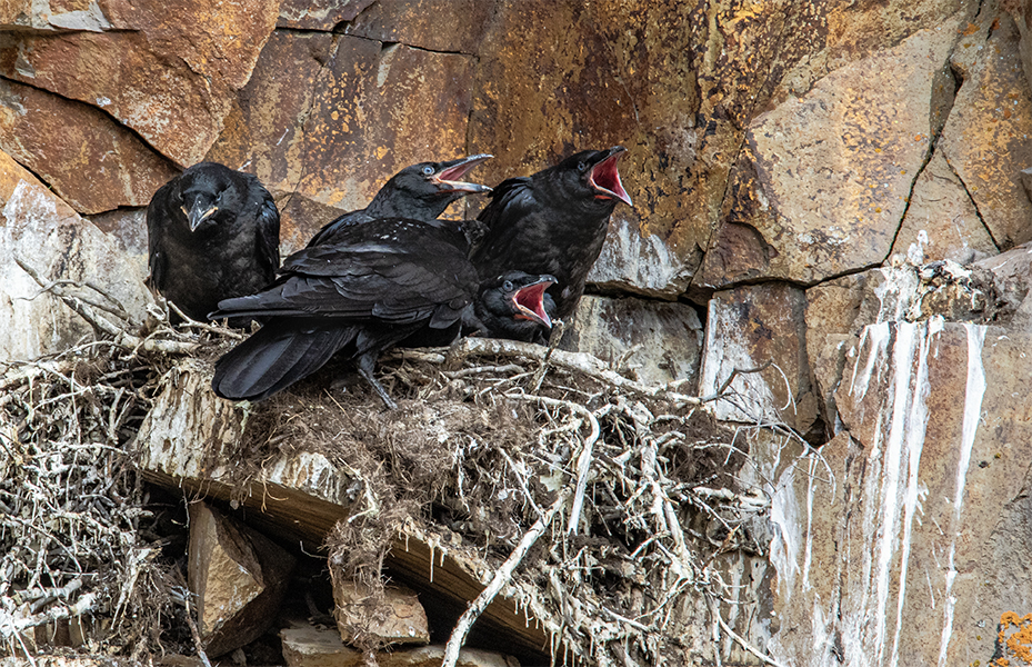 Common Raven nest with 4 hungry chicks