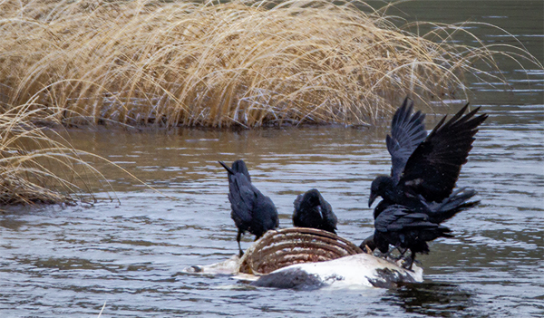 A group of Common Ravens on winter kill carcass.