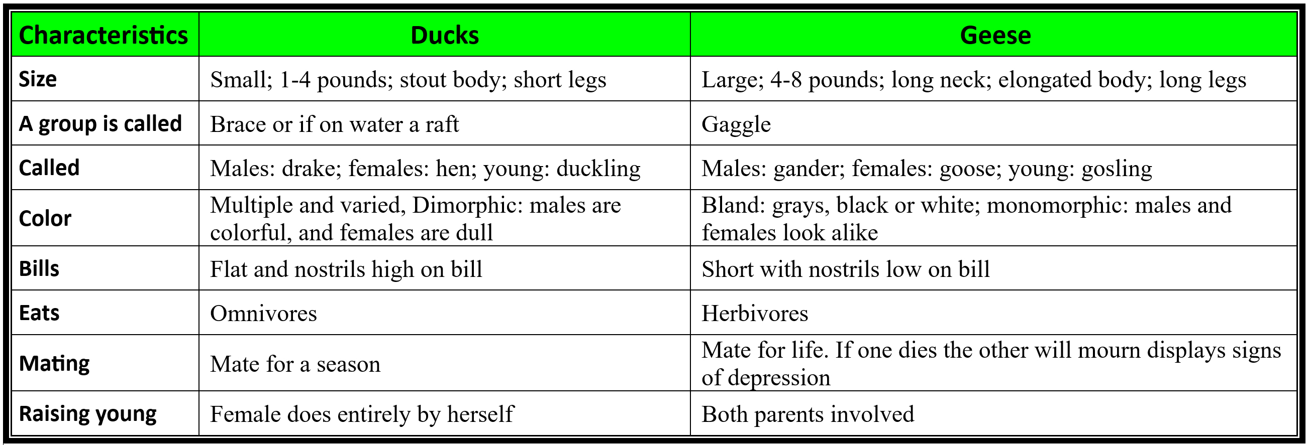 Comparsion of physical difference between ducks and geese.