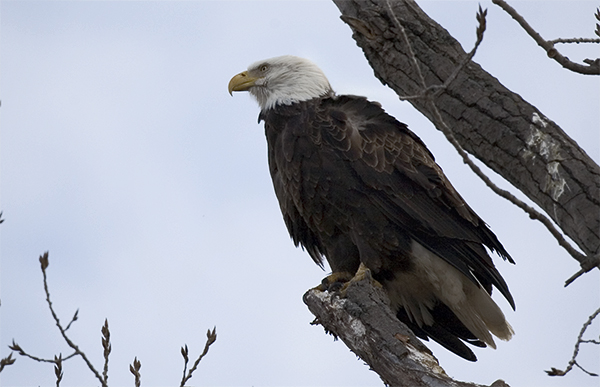 Magestic American Bald Eagle