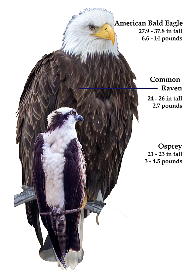 Comparison of size between Osprey and Eagle