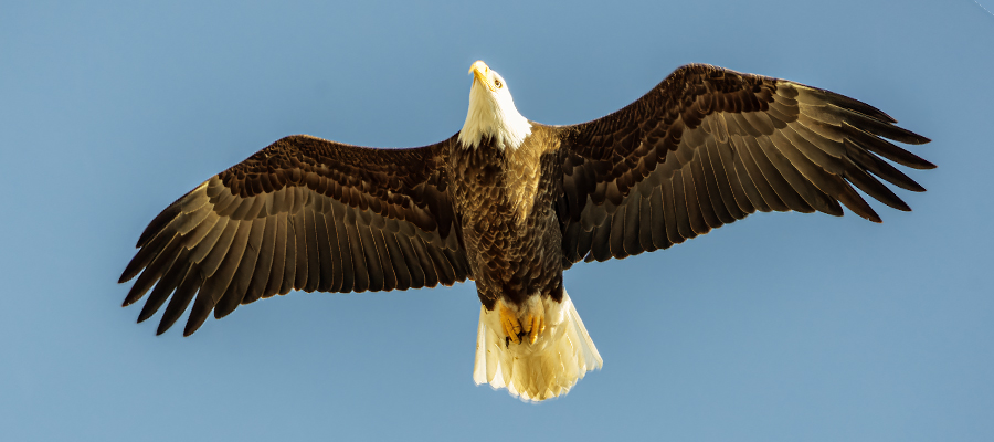 American Bald Eagle in flight