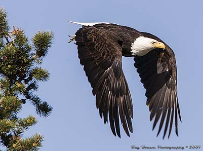 Eagle flying off a tree near the Madison River in Yellowstone National Park