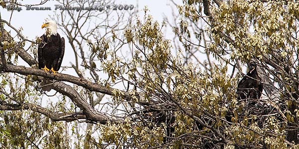 Bald eagle adult standing guard over an eaglet