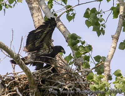 Juvenile Bald Eagle on nest