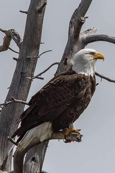 American Bald Eagle