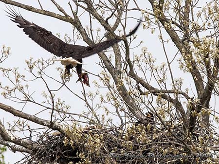 Parent eagle bringing food home for the family