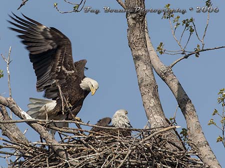 Bald Eagle bringing a stick for the nest.