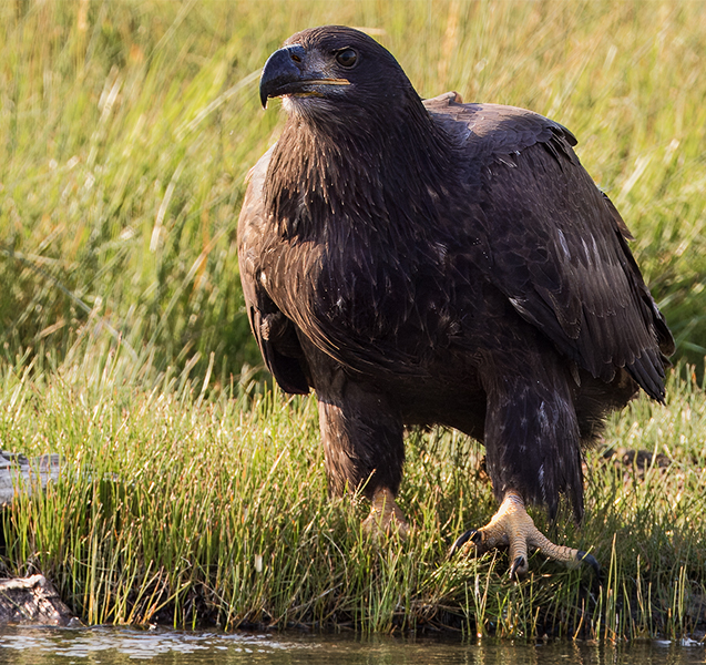 Golden Eagle