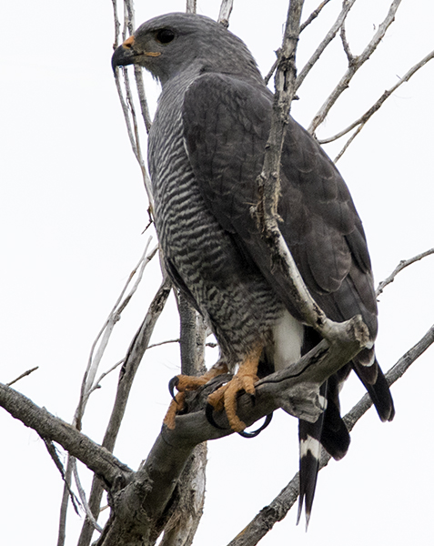 Gray Hawk