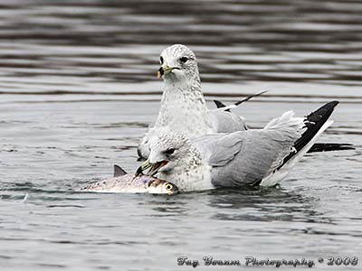 Ring-billed Gull eating a fish that is almost as big as it is