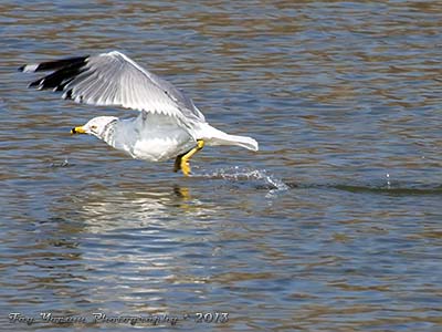 Ring-billed gull taking off from a lake