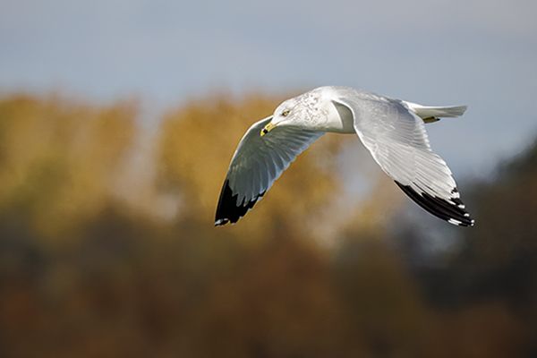 Ring-billed gull in flight