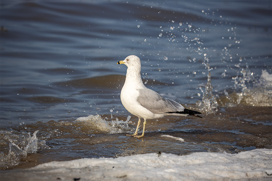 Ring-billed Gull on the water's edge.