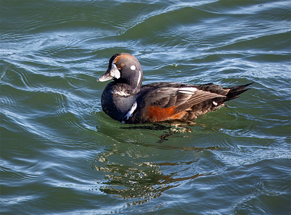 Harlequin Duck from the Atlantic Ocean