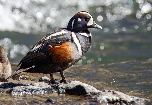 Harlequin Duck Drake