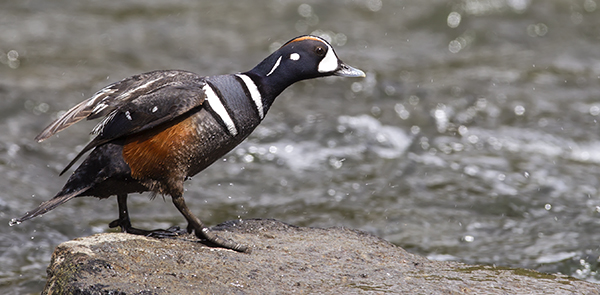 Male Harlequin Duck on rock