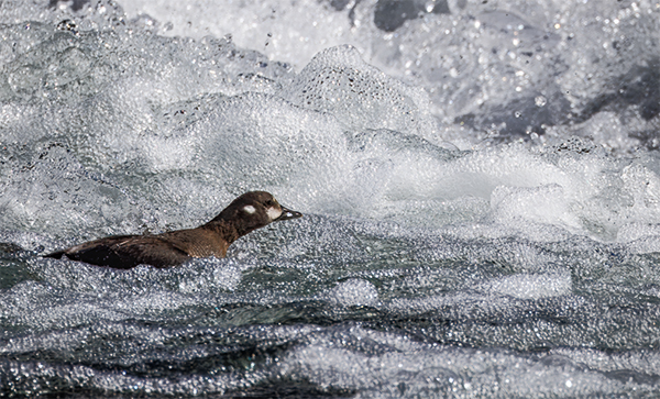 Harlequin Duck hen, or female