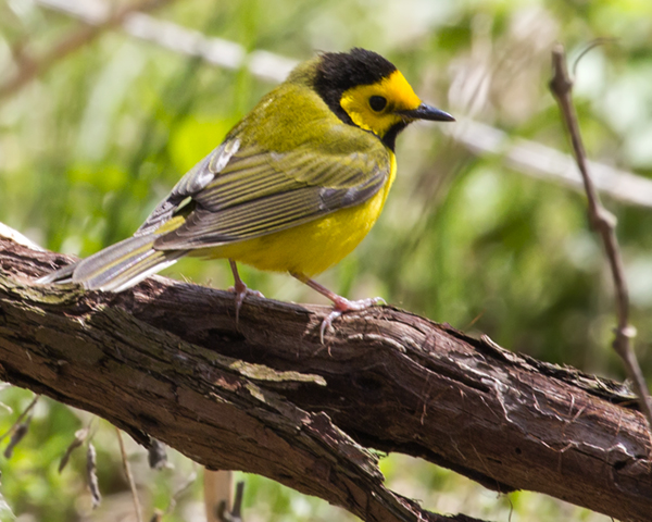 Adult male Hooded Warbler, which is a songbird.