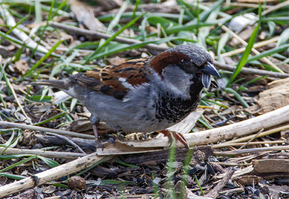 Male House Sparrow is one of the most common songbirds in the USA.
