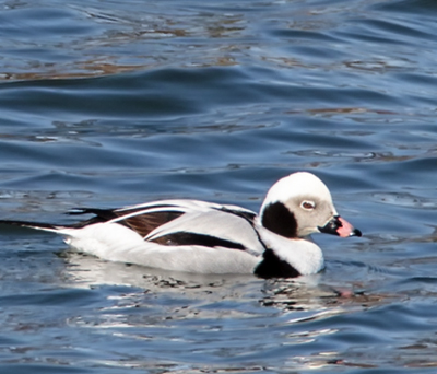 Long-tailed Duck in late fall or winter plumage.