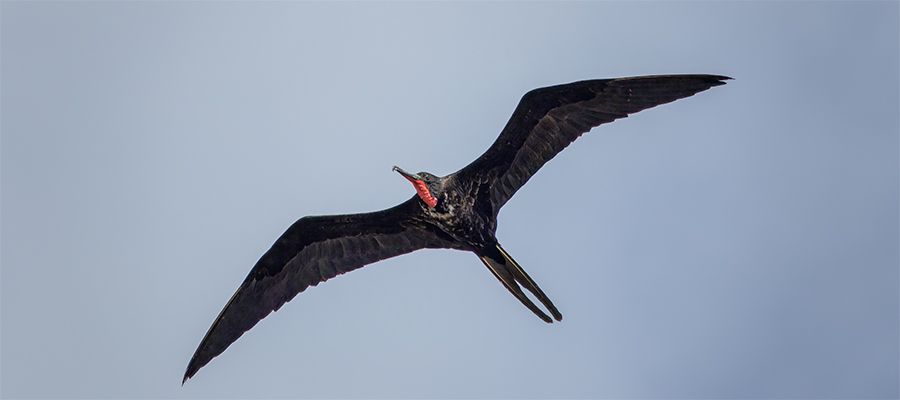 Magnicificent Frigatebird in flight over the Dry Tortugas National Park.