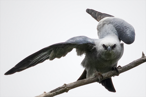 Mississippi Kite