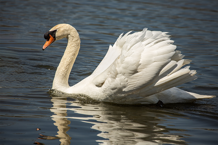 Mute Swan gliding along with wing feathers on display.