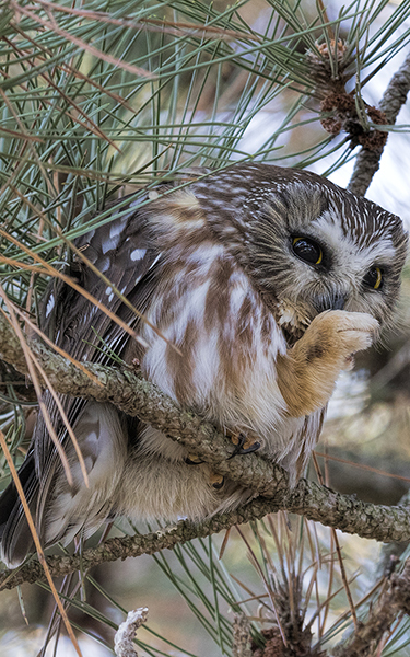 Northern Saw-whet Owl