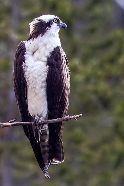 Osprey