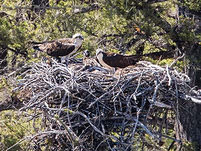 Osprey family on nest in Lemar Valley Yellowstone National Park
